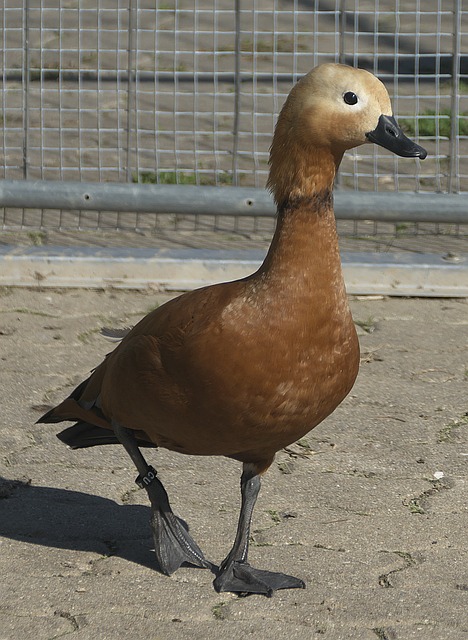 克里斯蒂安